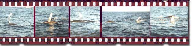 Whale Watching Off of Cape Cod