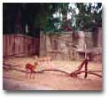 SanDiegoZoo01.jpg (114400 bytes)