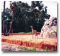 SanDiegoZoo14.jpg (77929 bytes)