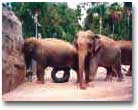 SanDiegoZoo19.jpg (117671 bytes)