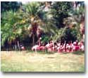 SanDiegoZoo24.jpg (132864 bytes)