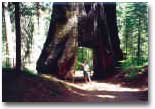 Yosemite01.jpg (206598 bytes)