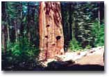 Yosemite10.jpg (217557 bytes)