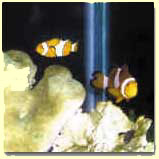 fish002.JPG (20399 bytes)