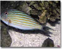 fish003.JPG (41825 bytes)