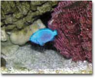 fish006.JPG (30641 bytes)