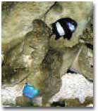 fish009.JPG (22924 bytes)