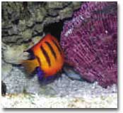 fish013.JPG (25811 bytes)