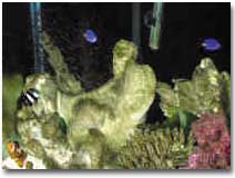 fish027.JPG (99184 bytes)