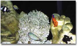 fish028.JPG (90232 bytes)