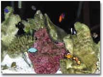 fish029.JPG (34630 bytes)