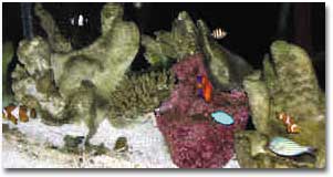 fish030.JPG (123003 bytes)