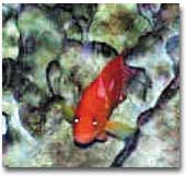 fish035.JPG (9728 bytes)