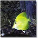 fish041.JPG (16474 bytes)